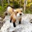 Fox Needlefelt Whimsy Kit by Heidi Boyd
