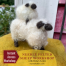 Instant Access Virtual Workshop: Needle Felted Sheep with Betsey Leslie