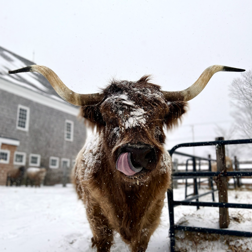 Shaker Village Scottish Highland Cow Heather