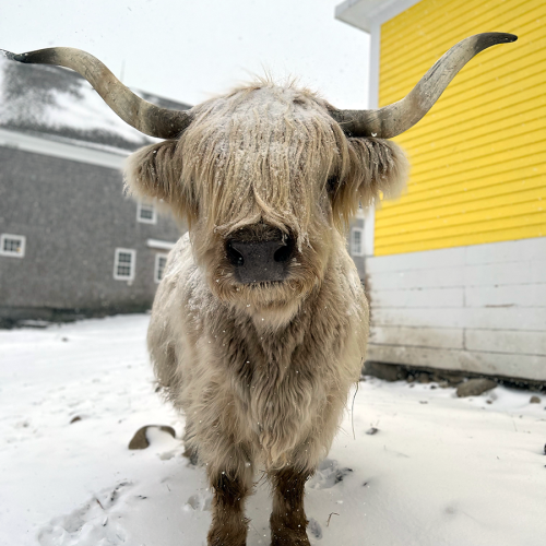 Shaker Village Scottish Highland Cow Leann