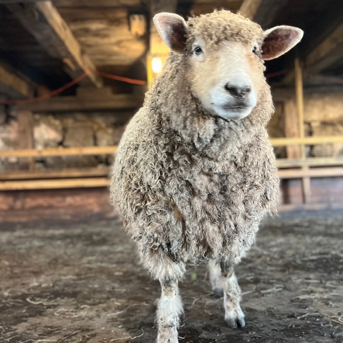 Shaker Village Sheep - Caflutie