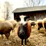 Shaker Village Sheep - Moo