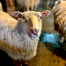 Shaker Village Sheep - Sprout