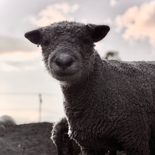 Shaker Village Sheep - Wanderer